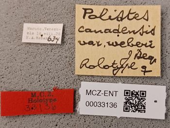 Media type: image;   Entomology 33136 Aspect: labels